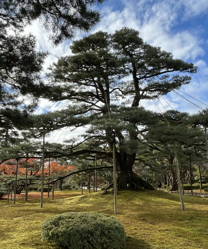 Alte, gestützte Kiefer in einem japanischen Garten